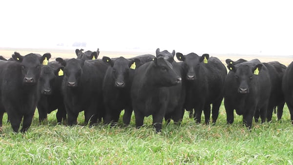 Lote VAQ.  ANGUS NEGRAS P. CONTROLADAS C/GTÍA DE PREÑEZ