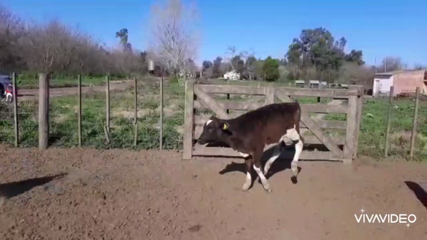 Lote 65 Terneros en Gral. Belgrano, Buenos Aires