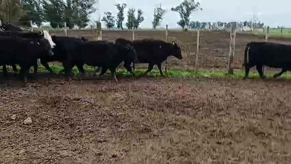 Lote 72 Terneras en Buenos Aires, Balcarce