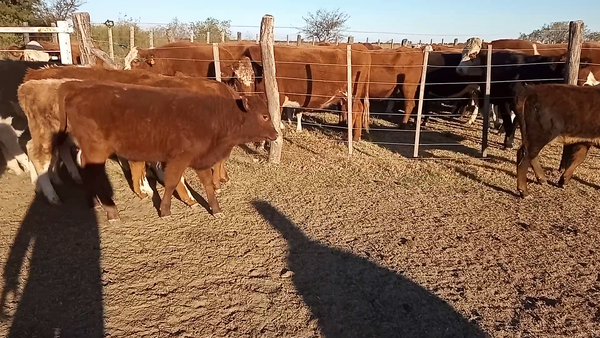 Lote 16 Terneras en Las Palmeras, Santa Fe