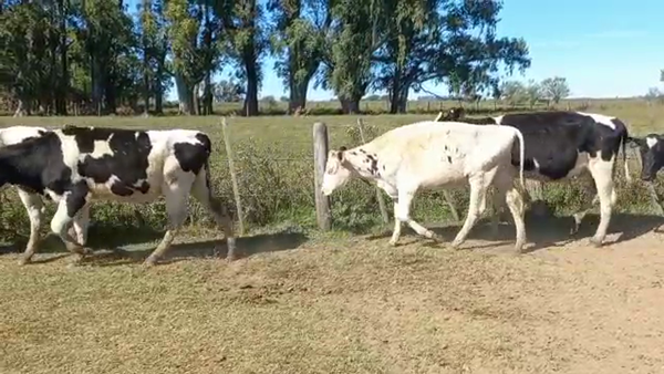 Lote Terneras - bereheterbide