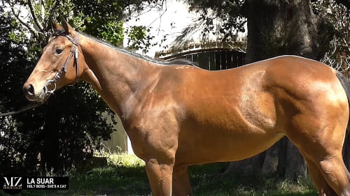 Lote LA SUAR (HOLY BOSS - SHE'S A CAT)