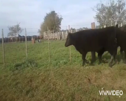 Lote 7 Terneros en Brandsen, Buenos Aires