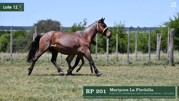 Lote Mariposa La Flechilla