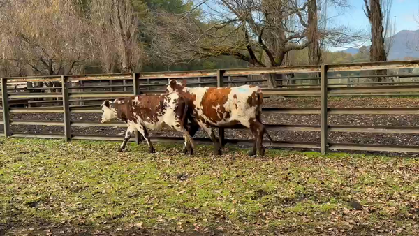 Lote 16 Vaca Engorda en Curacautín, IX Región Araucanía