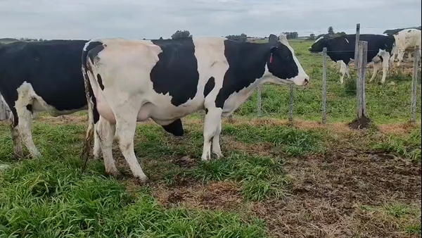 Lote 2 Vaquillonas  500kg - , San José