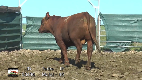 Lote 3 Toros, Durazno