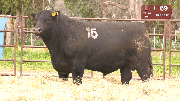 15 197 — TOROS ANGUS NEGROS  PC