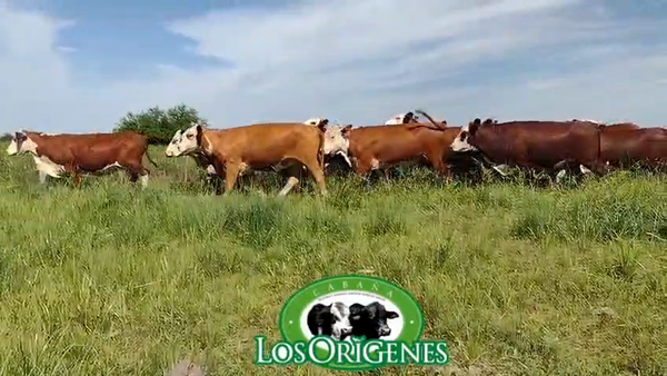 Lote 17 Vaquillonas preñadas en Corrientes, Curuzu Cuatia
