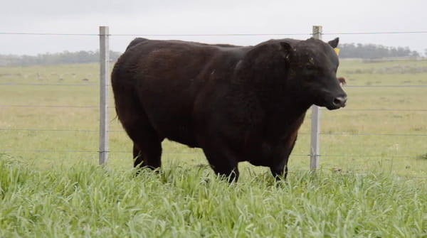 Lote ABERDEEN ANGUS PEDREGREE