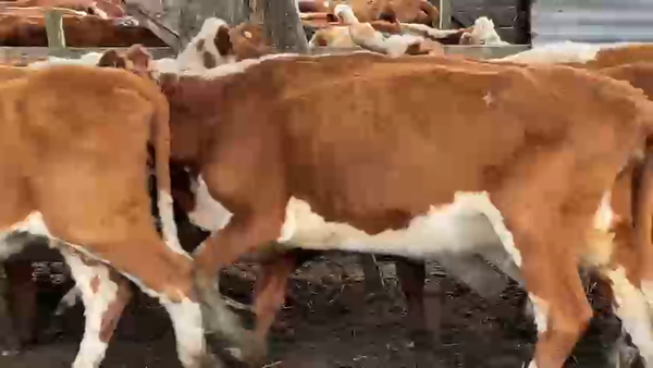 Lote 16 Vaca, San José