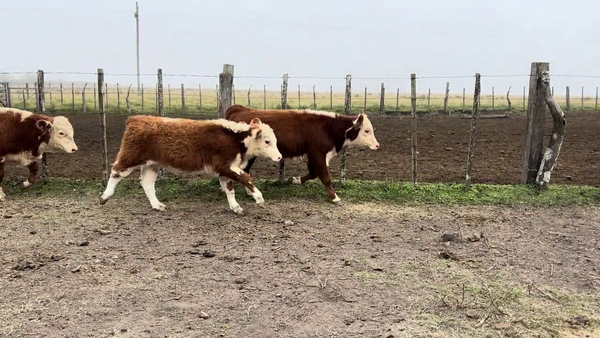 Lote TERNEROS