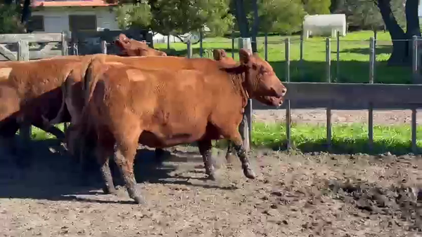 Lote VAQUILLONAS PREÑADAS MAS LA MARGARITA