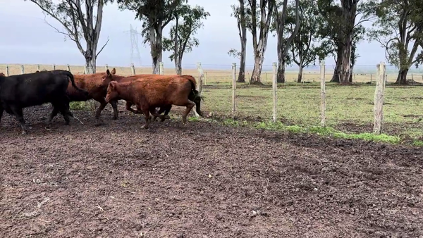 Lote VAQUILLONAS 1 A 2 AÑOS