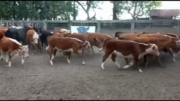 Lote 70 Terneros en San Salvador, Entre Ríos