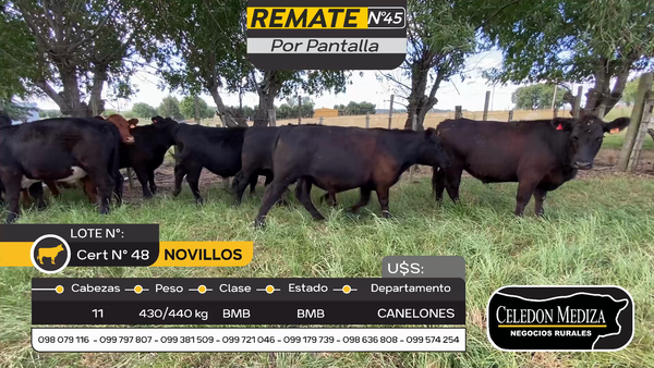 Lote 11 Novillos en Paso de la Cadena, Canelones