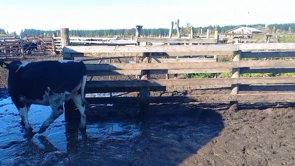 Lote 20 Vaquilla Gorda en Cabrero, VIII Región Biobío