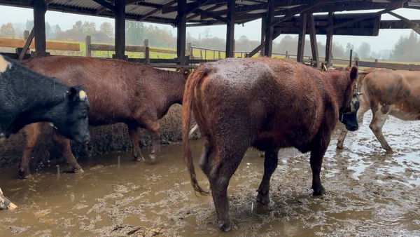Lote 21 Vaquilla Engorda en Osorno, X Región Los Lagos