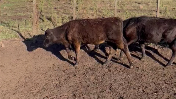 Lote 70 TERNS. MACHOS, TANDIL , PCIA. DE BS. AS.