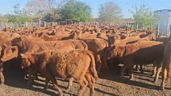 Lote 150 Terneras EN SAN JAIME ENTRE RIOS