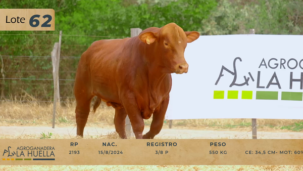 Lote LOTE 62