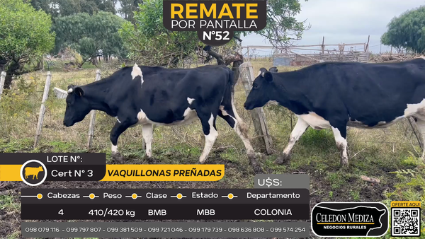 Lote 4 Vaquillonas preñadas en Otra Localidad, Colonia