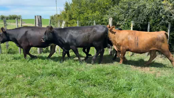 Lote VAQUILLONAS 1 a 2 AÑOS