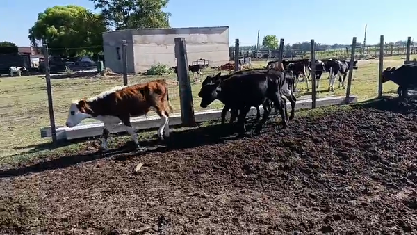 Lote 10 Terneros y Terneras, San José