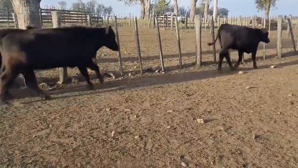 Lote Vacas Preñadas