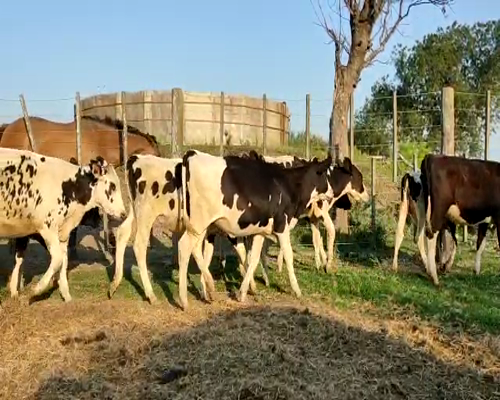 Lote Leandro Tuninetti