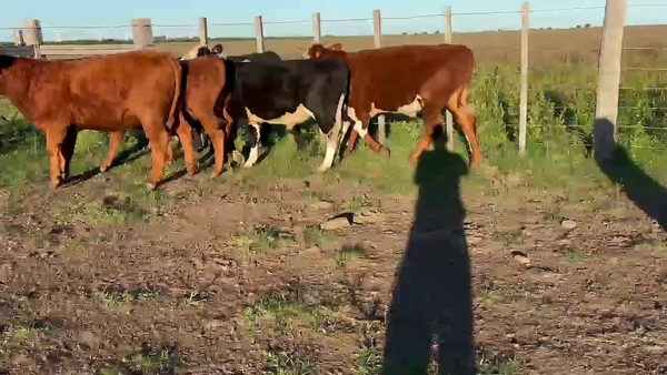 Lote NOVILLOS 1 A 2 AÑOS