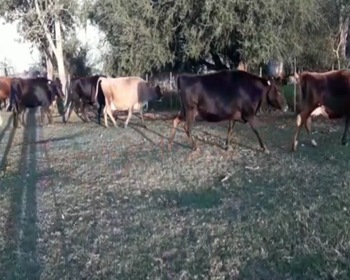 Lote Vacas Preñadas