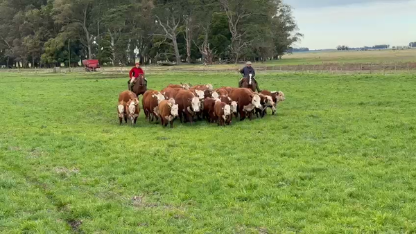 Lote VAQUILLONAS PR CON CRÍA - VIVORATÁ