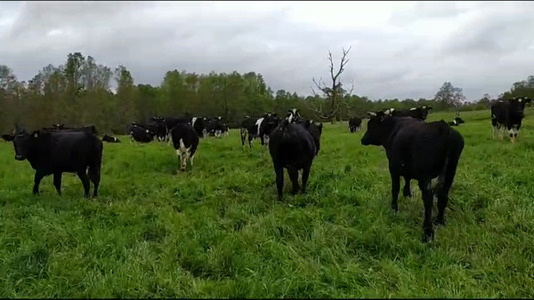 Lote 30 Novillo Engorda en Purranque, X Región Los Lagos