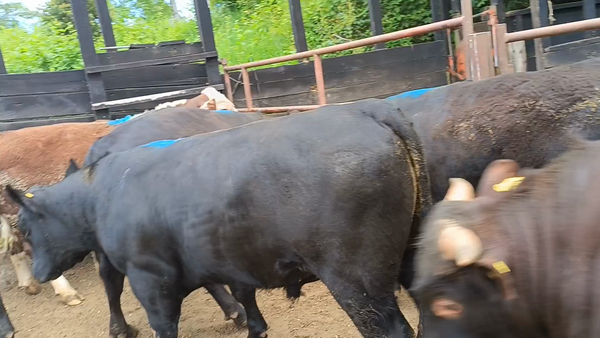 Lote 12 Torete en XIV Región Los Ríos, Futrono