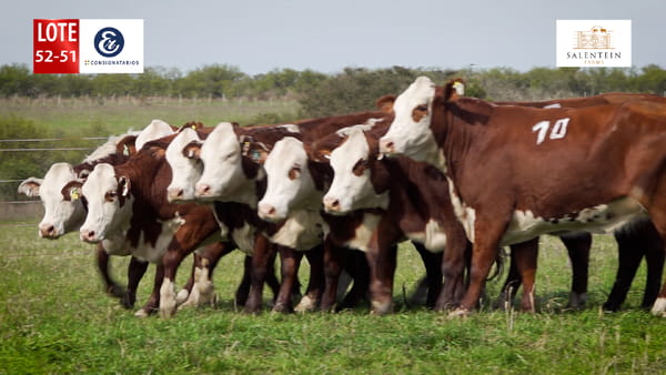 Lote LOTE 52/51 - VAQUILLAS BRAFORD PLANTELERAS SEÑAL ´18- PREÑADAS SERVICIO NATURAL