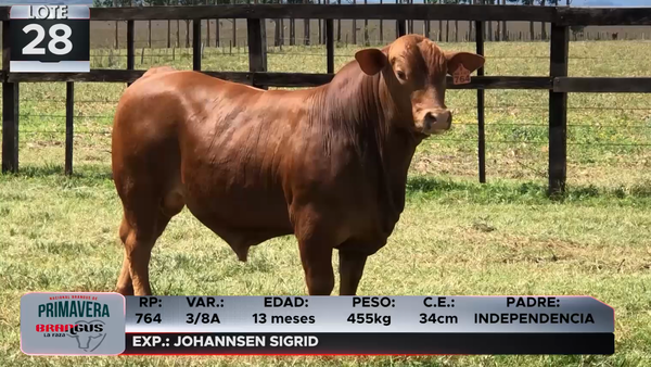 Lote LOTE 28