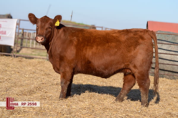 Lote VAQUILLONAS ANGUS  PP