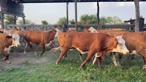 Lote 60 Novillos en Riachuelo, Corrientes