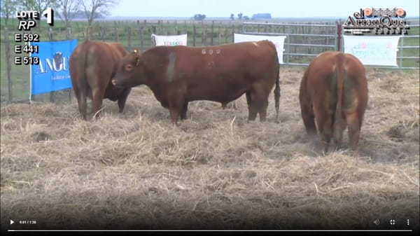 Lote 3 Toros Angus Colorados - Santa Anita, Entre Rios