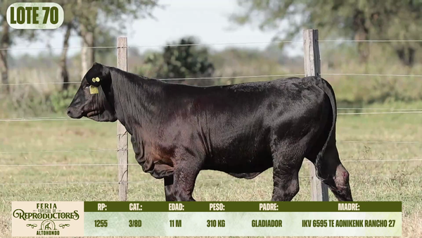 Lote LOTE 70
