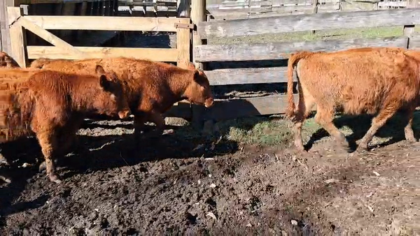 Lote 30 Ternera en Panguipulli, XIV Región Los Ríos