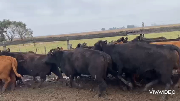 Lote 55 Vacas nuevas C/ gtia de preñez en Castelli, Buenos Aires