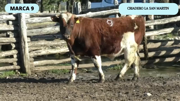 Lote 1 Toro en Coyhaique, XI Región Aysén