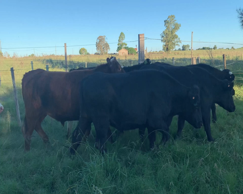 Lote Novillos