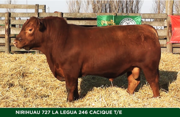 Lote TORO PP