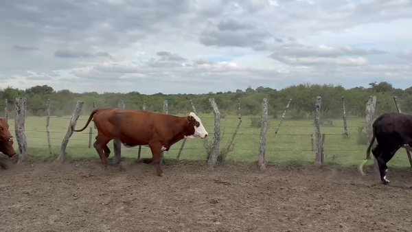 Lote 34 Vacas de invernar