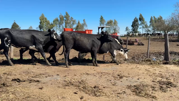 Lote VAQUILLONAS 1 a 2 AÑOS