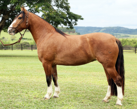 Lote Lote 3 Caballo Criollo RP 302