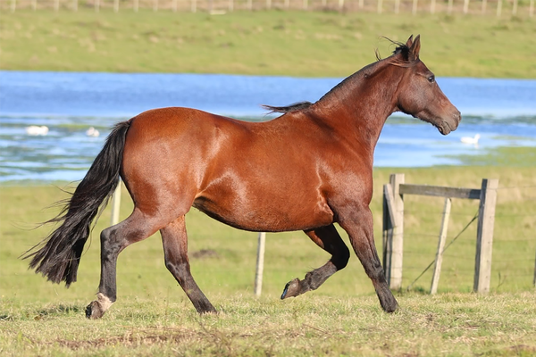 Lote CATANDUVA URSULA